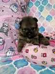 Pomeranian szpic miniaturowy