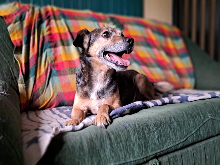 Oddam za darmo- Sympatyczny Kidek szuka domu