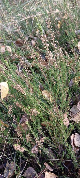 Вічнозелений Вереск