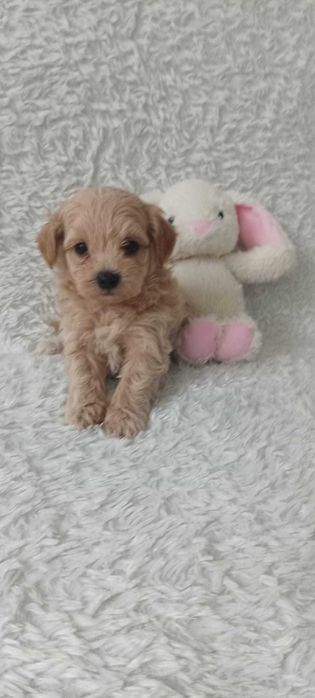 Maltipoo/Frispoo poochon bichpoo po rodowodowych rodzicach.