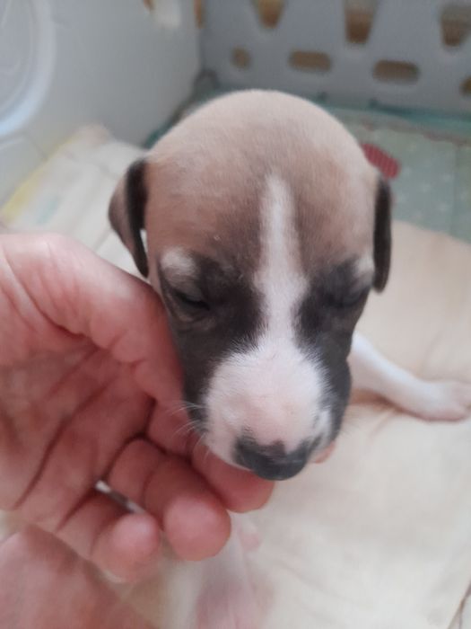 Chart Angielski Whippet FCI piesek płowo-biały