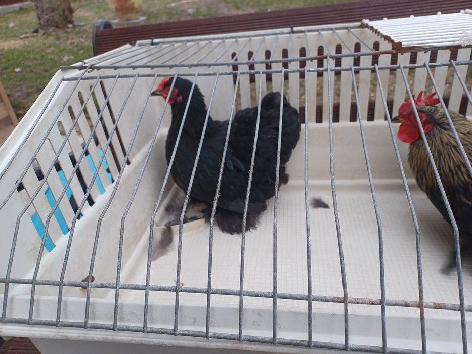 Sprzedam lub zamienię Kogutki karzełki łapciate