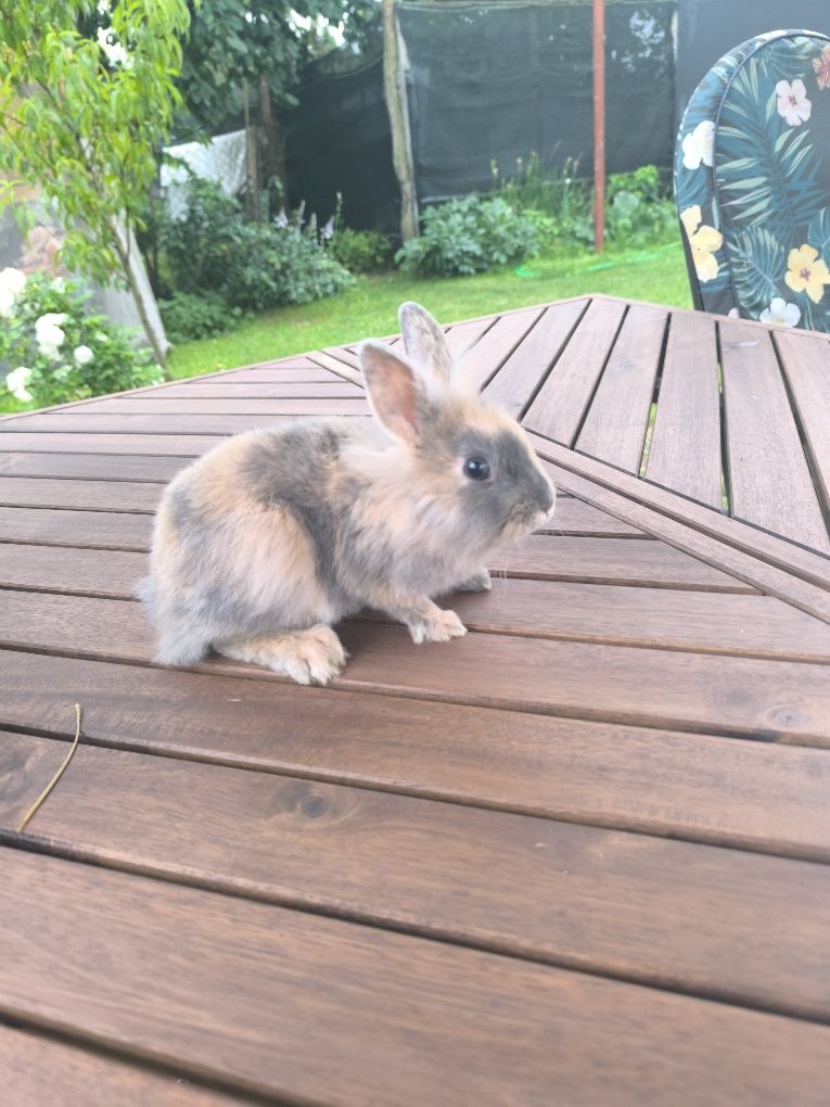 Króliczek miniaturka