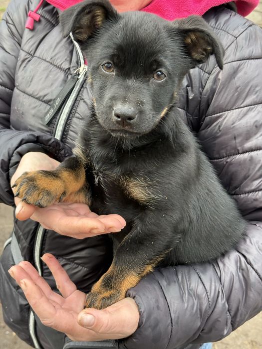 Suczka do adopcji, kundelek