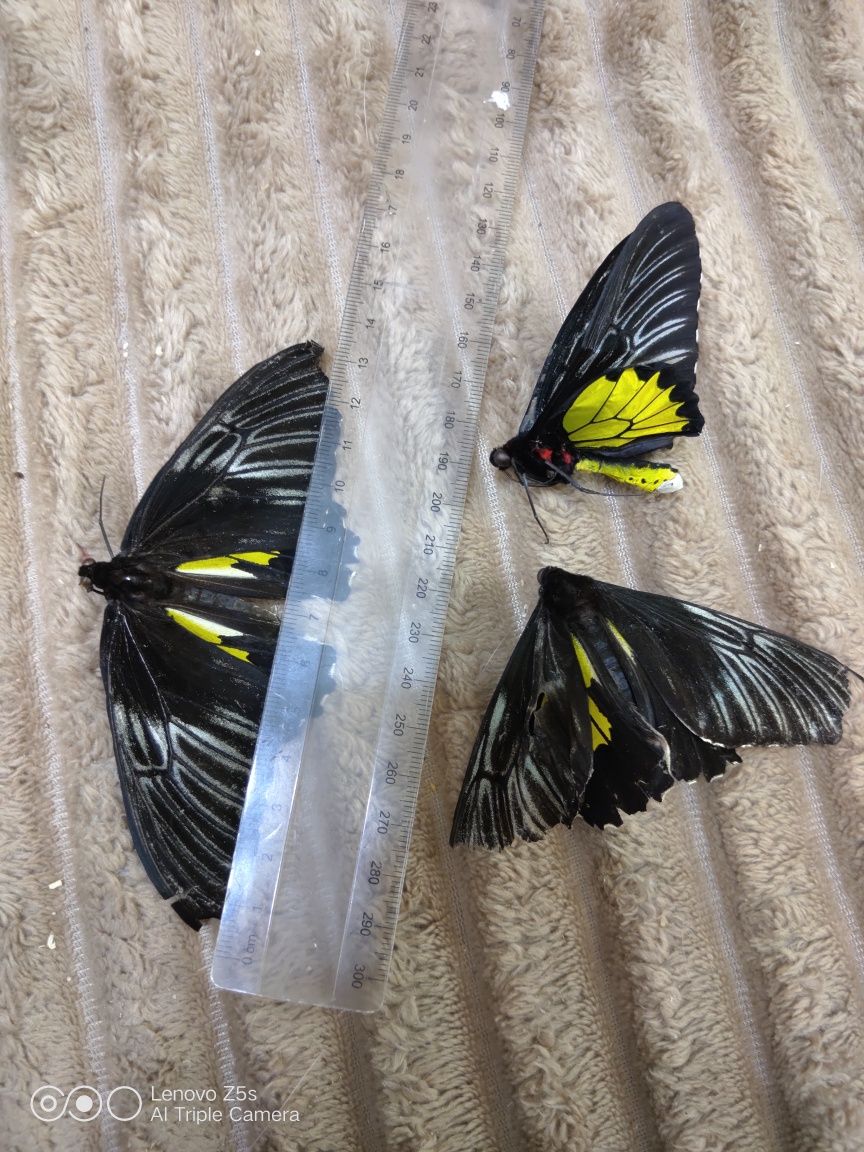 Продам три засушенные бабочки