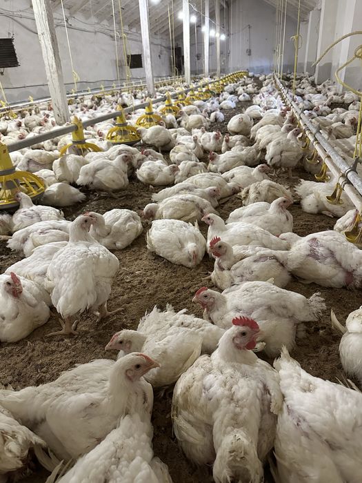 Бройлери KOББ 500.