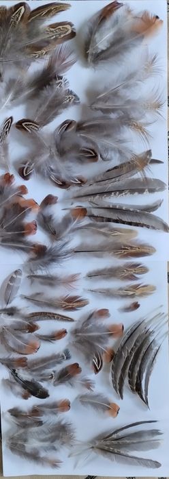 Продам перья фазанов