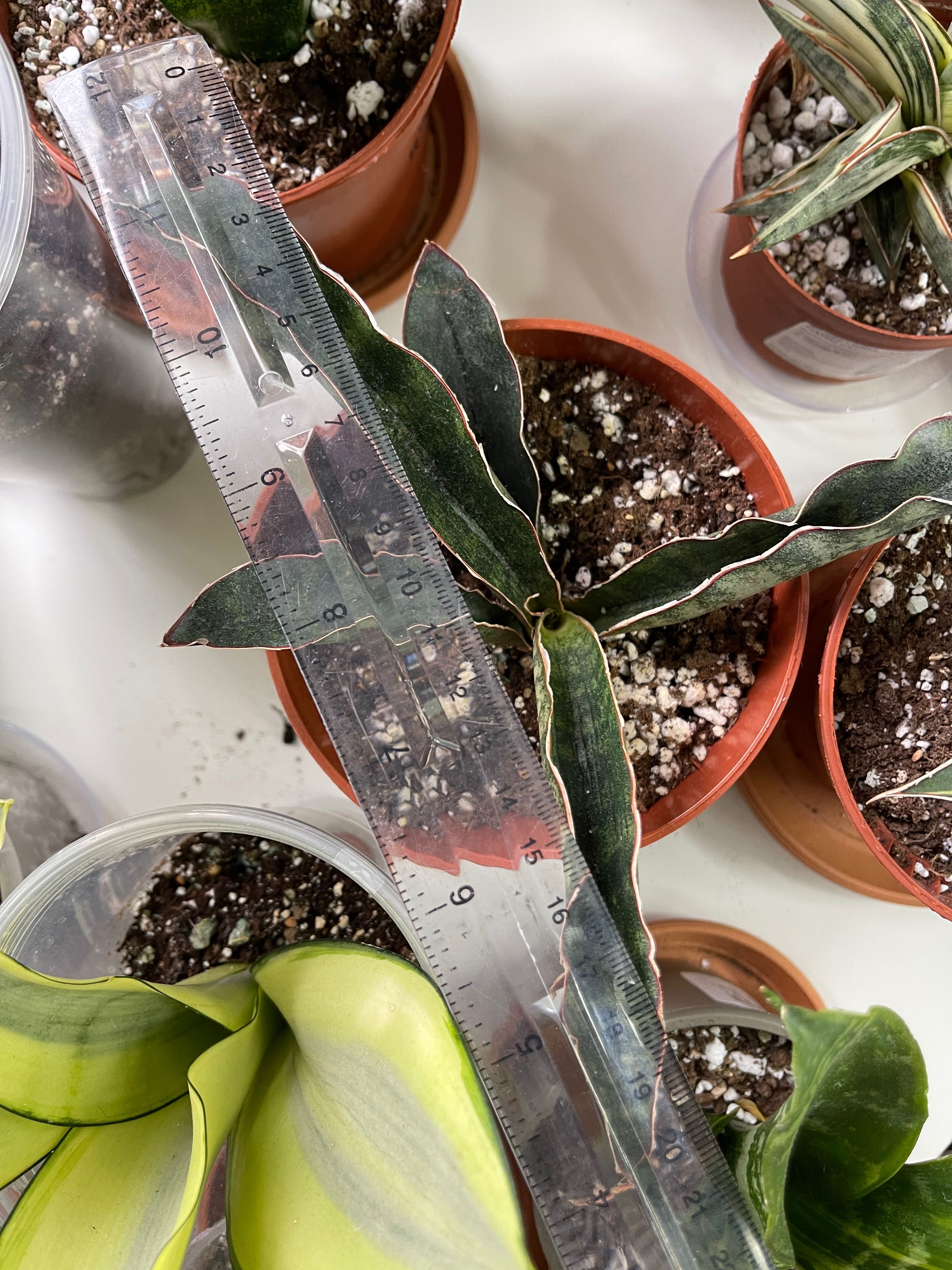 Sansevieria scimi silver