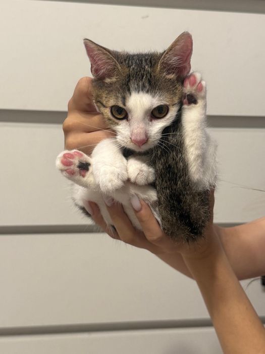 Mała kotka Madzia szuka domu