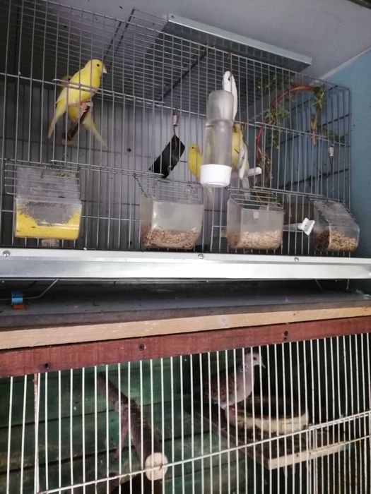 Canários belgas e espanhóis