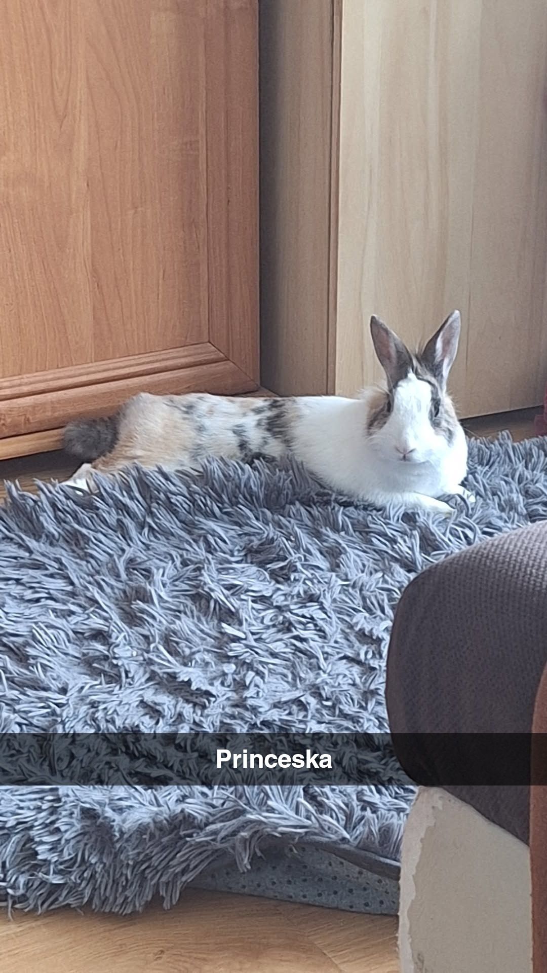 Oddam króliczki miniaturki w dobre ręce
