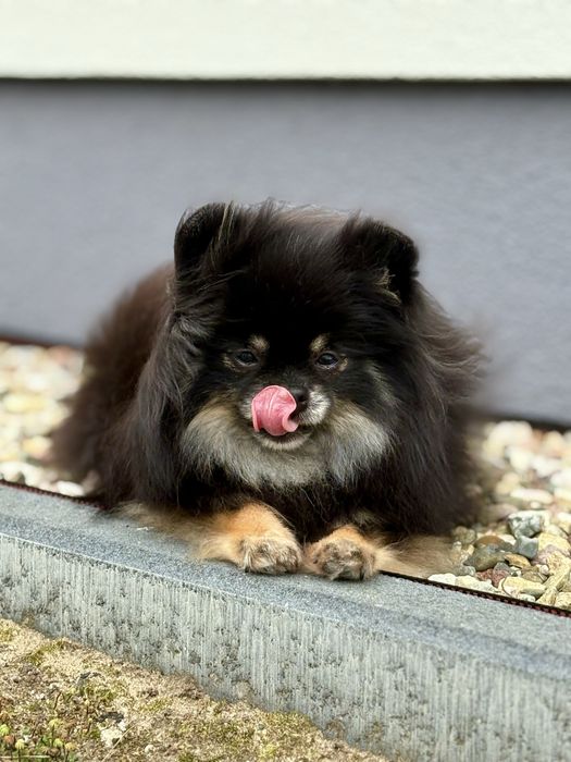 Śliczny miś! Szpic miniaturowy z Rodowodem