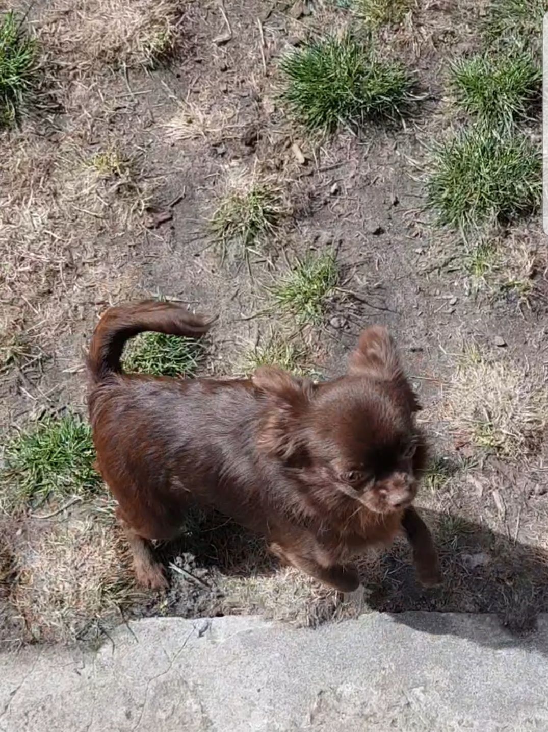 Chihuahua sunia długowłosa FCI