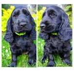 Cocker spaniel suczka – rodowód SWKPiR, gotowa do odbioru