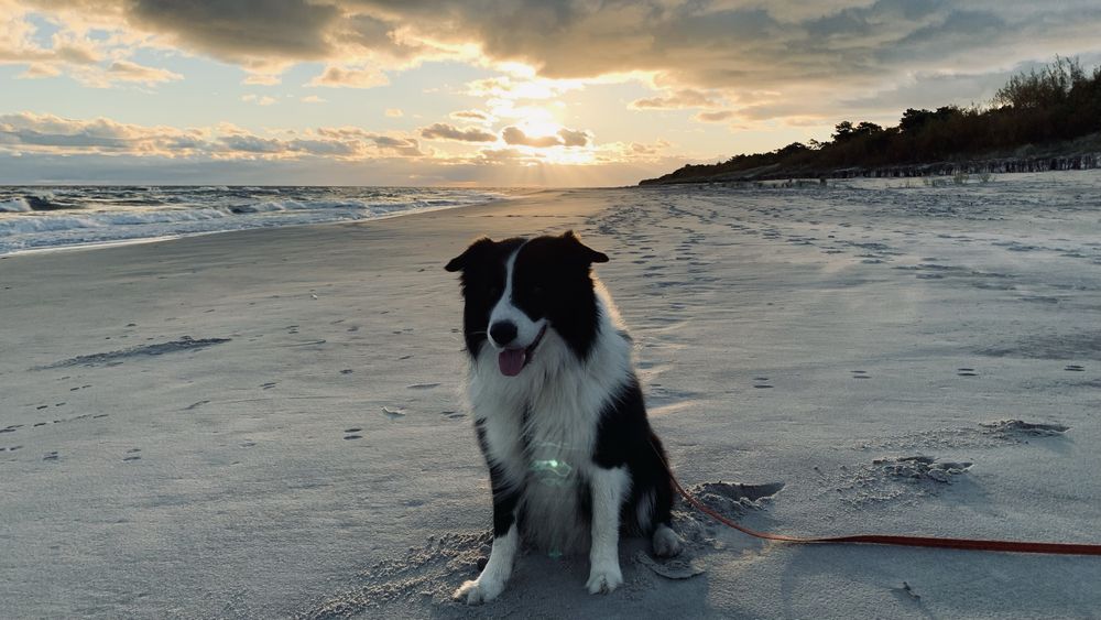 Border Collie reproduktor