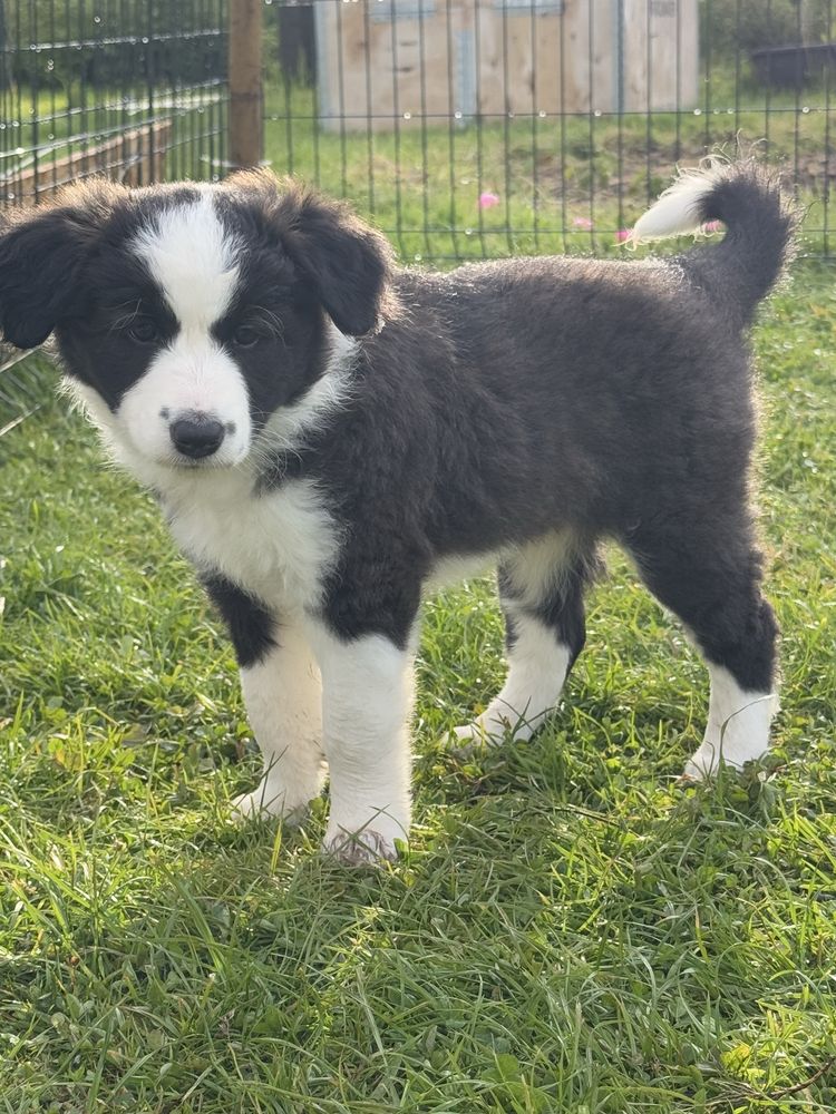 Border Collie  foczo biała ZKwP / FCI