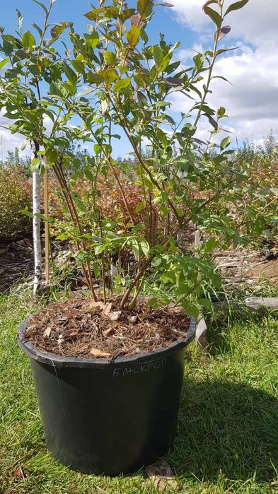 ЛОХИНА  високоросла 5років,плрдоносить ,різні сорти.