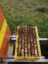 Odkłady pszczele na ramce wielkopolskiej