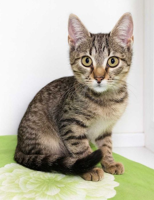 Котёнок Барсик, 4 месяца нежный, весёлый, метис породы Египетский Мау