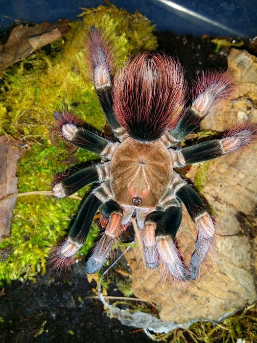 Pająk Ptasznik Pamphobeteus sp mascara L1