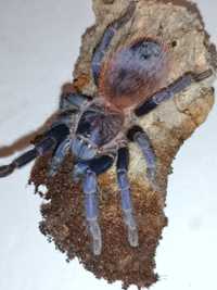 Pterinopelma sazimai SAMICA 4.5 dc p pająk ptasznik terraium