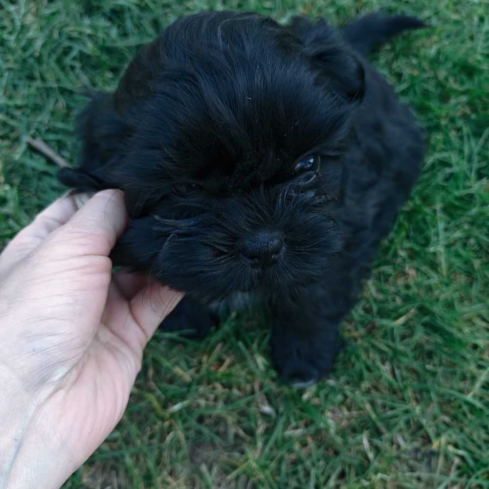 Shih tzu- przeuroczy maluch :)