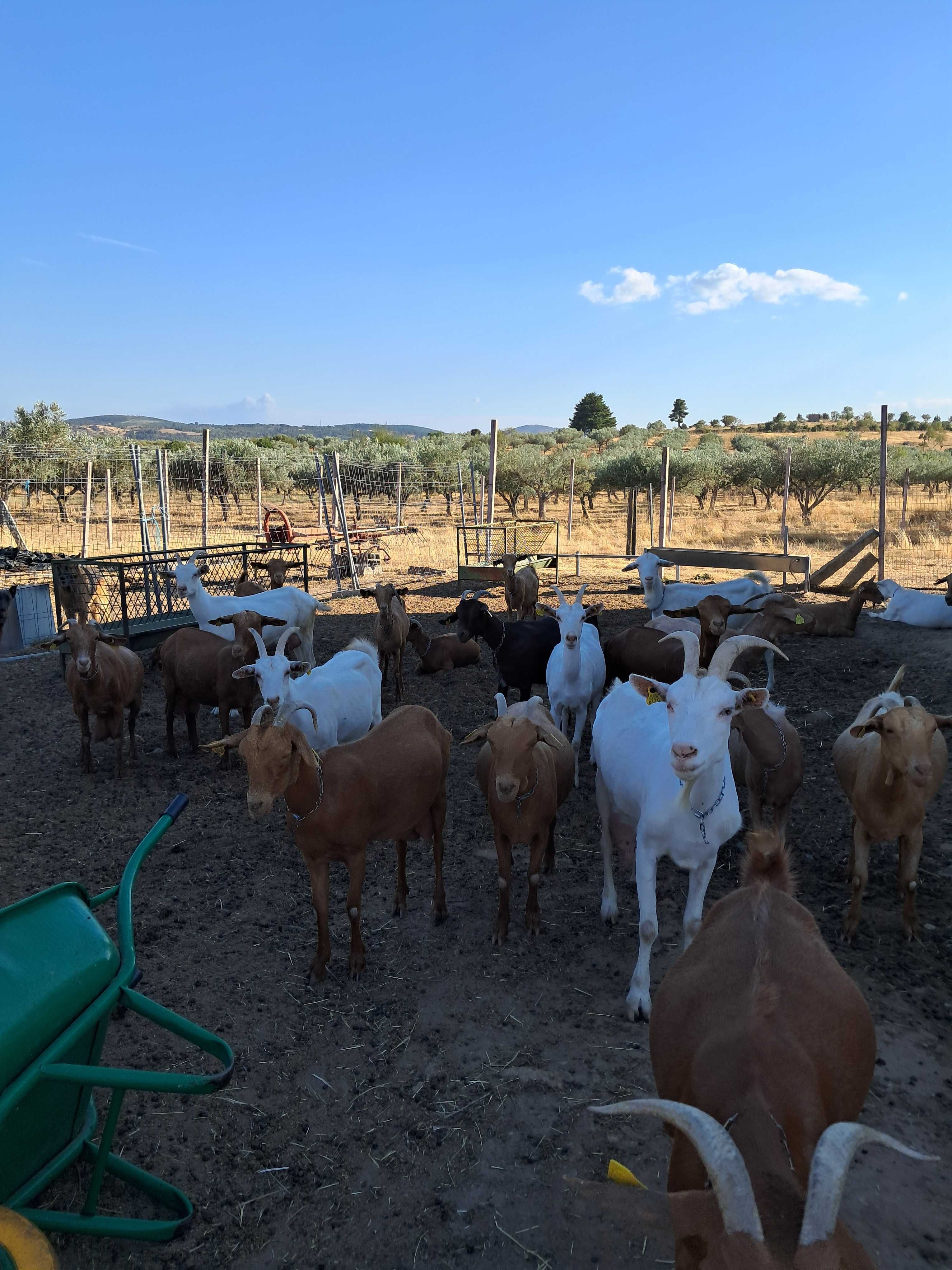 Venda de rebanho de cabras B4