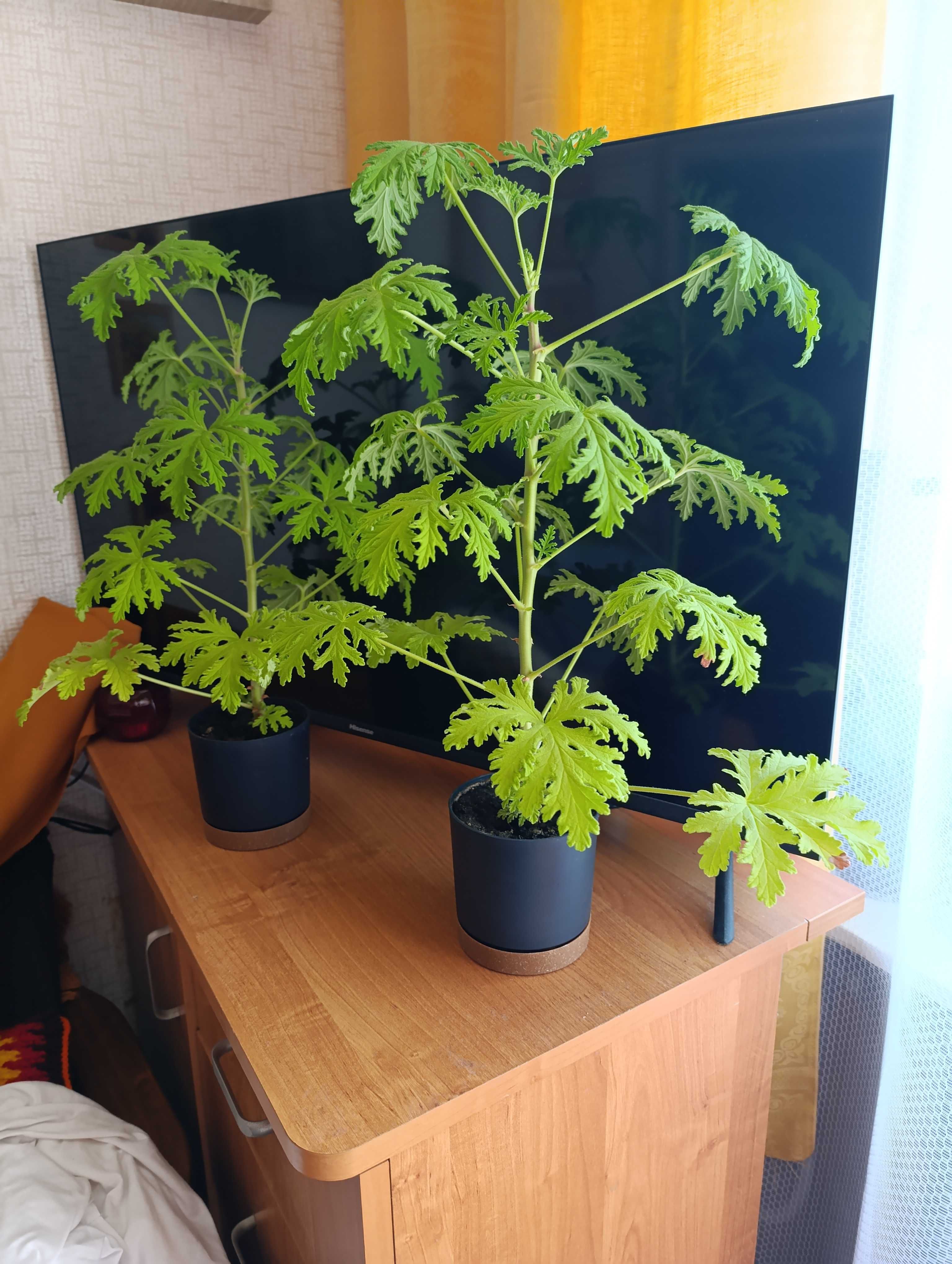 Kwiatek geranium cytrynka anginka