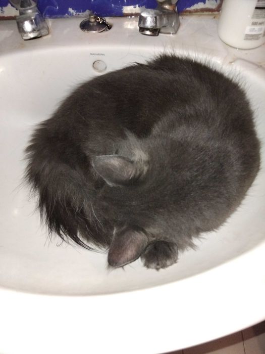 Gato macho cinzento
