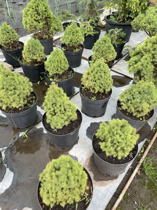 Хвойні рослини для ландшафтного дизайну !!!