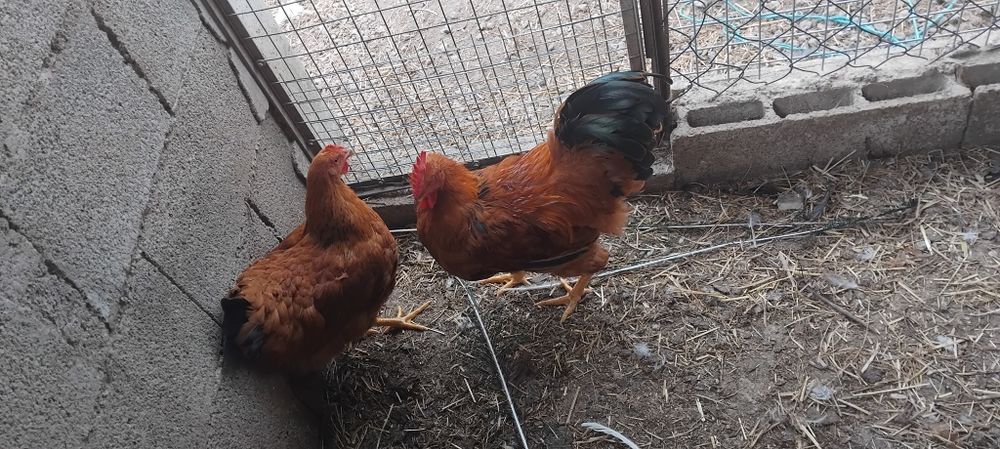 Várias raças de galinhas ornamentais