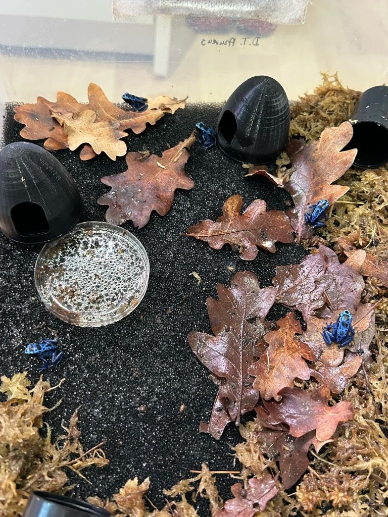 Dendrobates tinctorius Azureus Drzewołazy żabki tropikalne