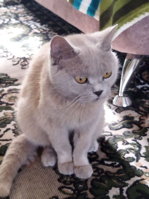 Кошка ищет любящих хозяев и дом.