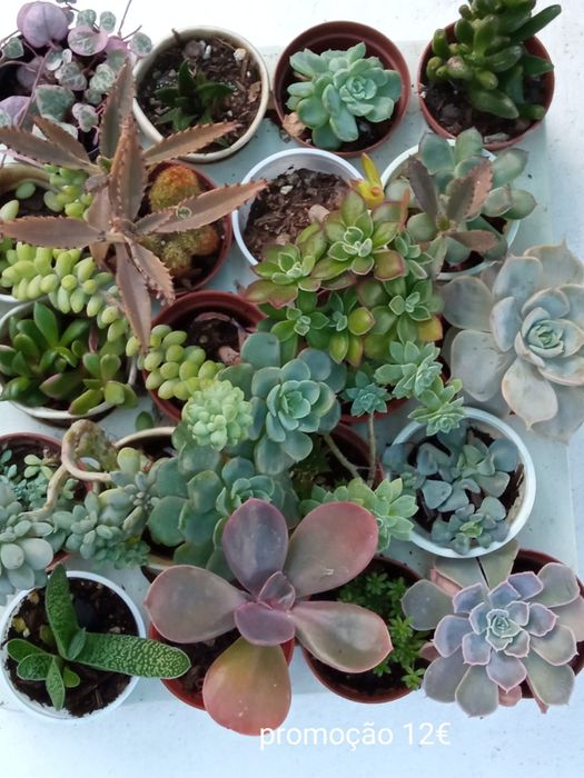 Packs Suculentas Promoção