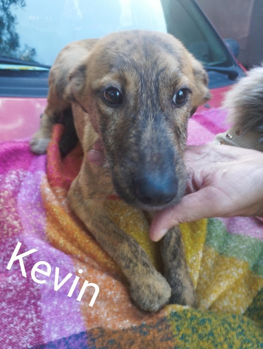 Kevin para adoção muito responsável
