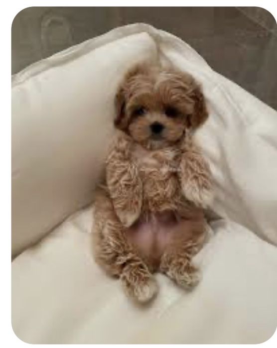 Мальтіпу/Maltipoo