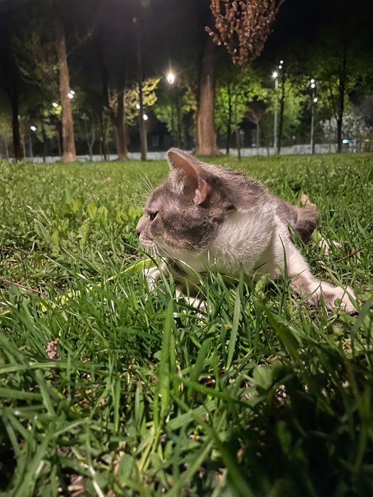 Котик, 1 рік терміново