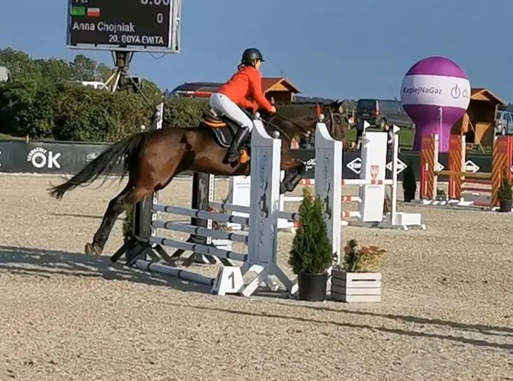 Klacz do hodowli/koń profesor