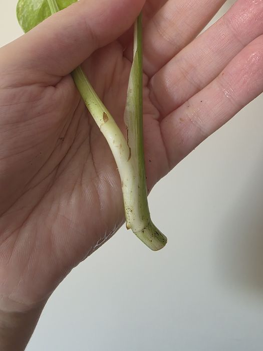 Monstera varie 2 liscie