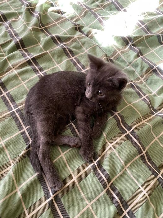 Котенок (котик) бесплатно в добрые руки