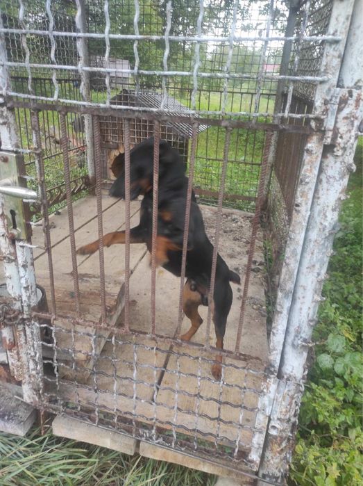 Молодий робочий Ягдтерєр