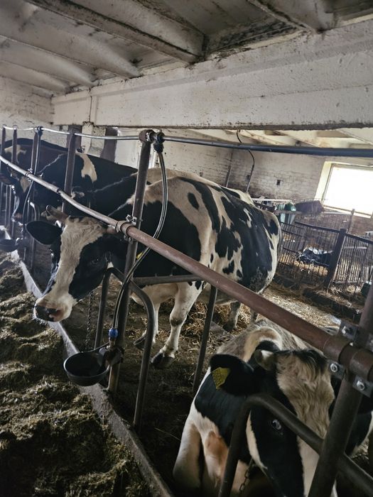 Krowy i jalowki cielne