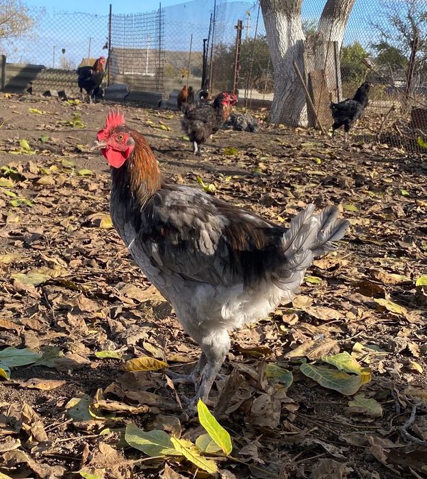 Півні породи Маран чорно-мідний, блакитно-мідний