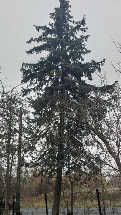 świerk srebrny (Picea pungens) oddam do samodzielnego wycięcia