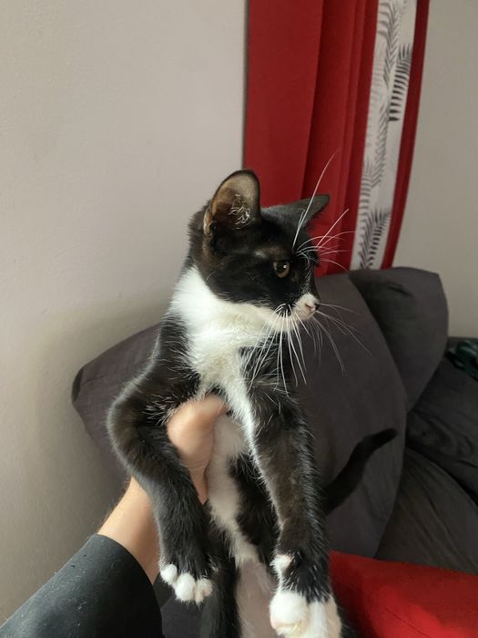 Duas gatinhas adoráveis para adoção – 2 meses e meio