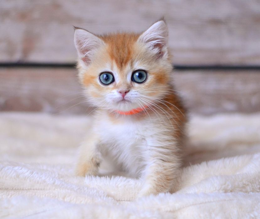 Золота шиншила дівчинка