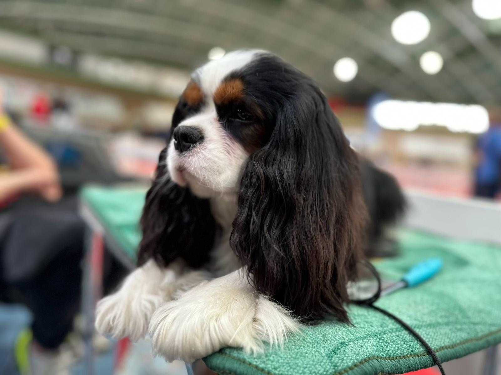 Cavalier King Charles spaniel FCI ZKwP po imp. Włochy