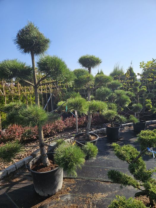 Cisy formowane bonsai.Sosna.Jałowiec. Kratownica.Panel