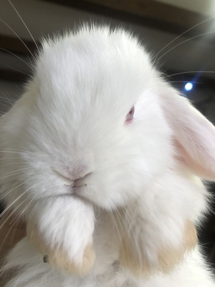 Декоративний кролик, Mini Lop , міні