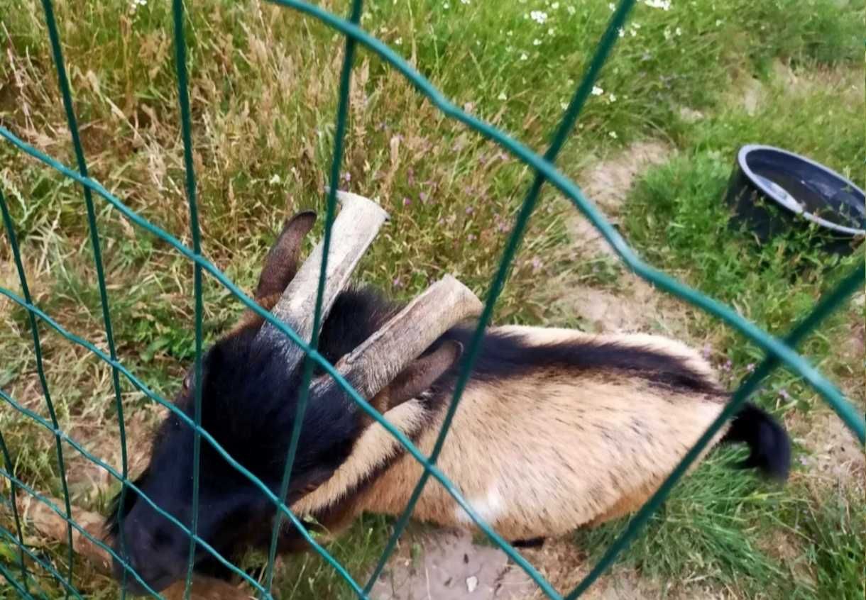 Xibo anão com 36 meses